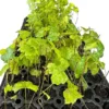 1 Muscadine Grape Plant Vitis Rotundifolia Carlos Sweet Edible Vine 24-36in