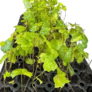 1 Muscadine Grape Plant Vitis Rotundifolia Carlos Sweet Edible Vine 24-36in