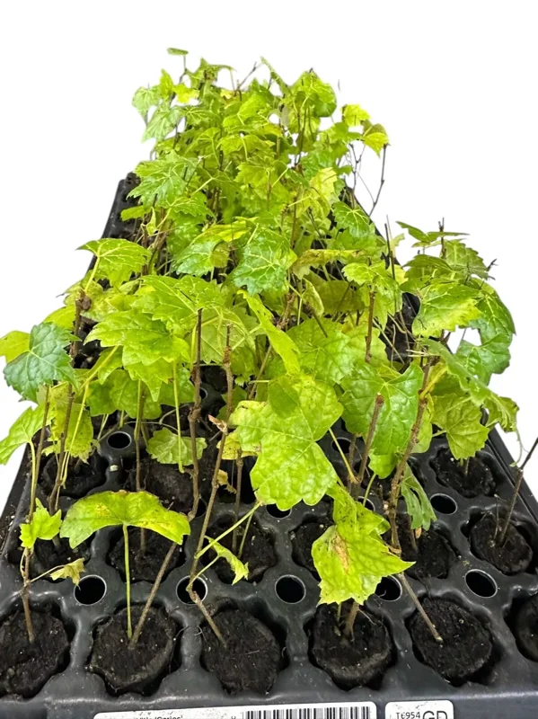 1 Muscadine Grape Plant Vitis Rotundifolia Carlos Sweet Edible Vine 24-36in