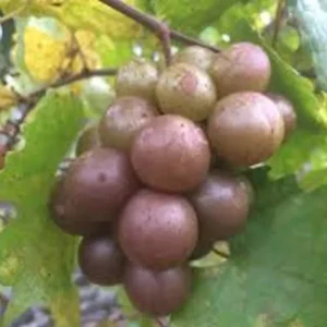 1 Muscadine Grape Plant Vitis Rotundifolia Carlos Sweet Edible Vine 24-36in