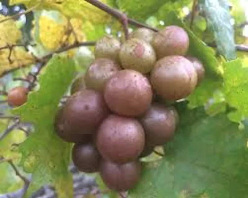 1 Muscadine Grape Plant Vitis Rotundifolia Carlos Sweet Edible Vine 24-36in