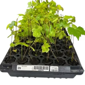 1 Muscadine Grape Plant Vitis Rotundifolia Carlos Sweet Edible Vine 24-36in