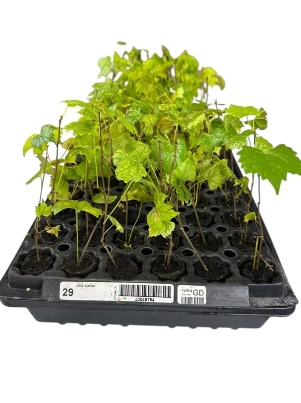 1 Muscadine Grape Plant Vitis Rotundifolia Carlos Sweet Edible Vine 24-36in