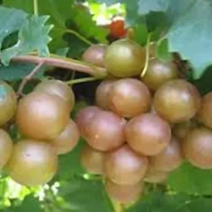 1 Muscadine Grape Plant Vitis Rotundifolia Carlos Sweet Edible Vine 24-36in