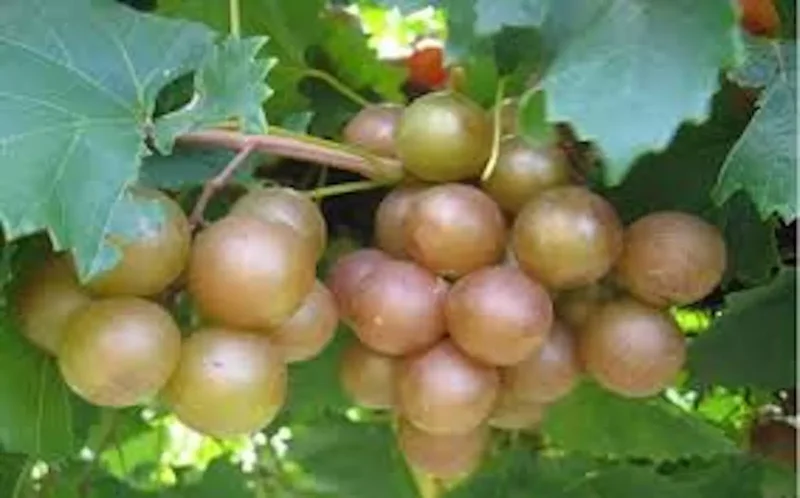 1 Muscadine Grape Plant Vitis Rotundifolia Carlos Sweet Edible Vine 24-36in
