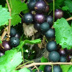 1 Muscadine Grape Southern Home Starter Plant Edible Cold Hardy Fruit Vine