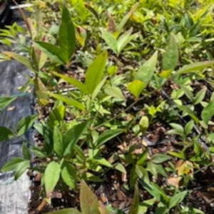 1 Nandina Heavenly Bamboo 4 Inch in Pot - Evergreen Shrub with Ornamental Berries