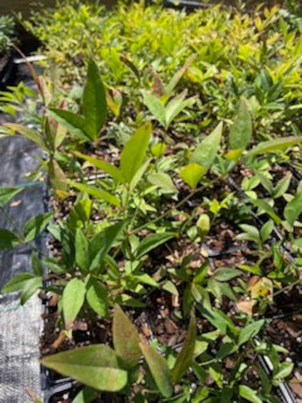 1 Nandina Heavenly Bamboo 4 Inch in Pot - Evergreen Shrub with Ornamental Berries