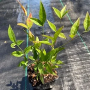 1 Nandina Heavenly Bamboo 4 Inch in Pot - Evergreen Shrub with Ornamental Berries