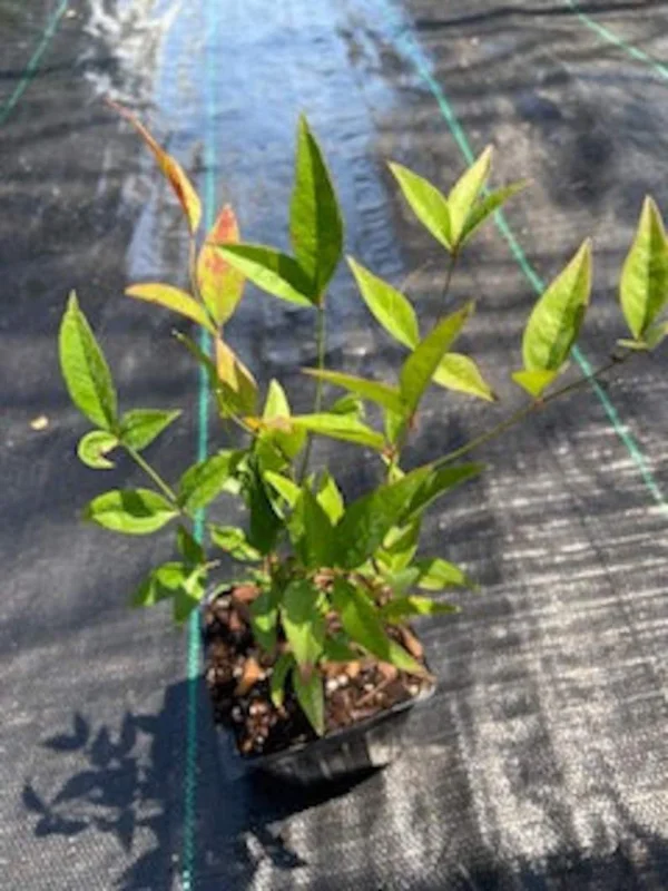 1 Nandina Heavenly Bamboo 4 Inch in Pot - Evergreen Shrub with Ornamental Berries