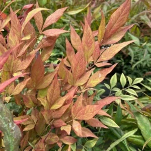 1 Nandina Heavenly Bamboo 4 Inch in Pot - Evergreen Shrub with Ornamental Berries