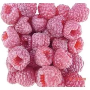 1 Nantahala Red Raspberry Edible Plant, Rubus Fruit Plant, Bare Root, Cold-Resistant