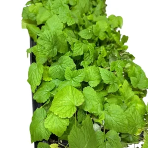 1 Nantahala Red Raspberry Edible Plant, Rubus Fruit Plant, Bare Root, Cold-Resistant