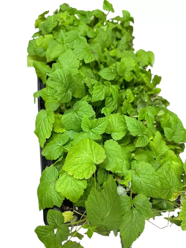 1 Nantahala Red Raspberry Edible Plant, Rubus Fruit Plant, Bare Root, Cold-Resistant