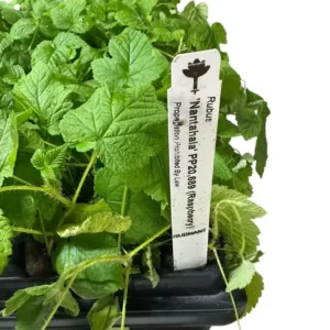 1 Nantahala Red Raspberry Edible Plant, Rubus Fruit Plant, Bare Root, Cold-Resistant