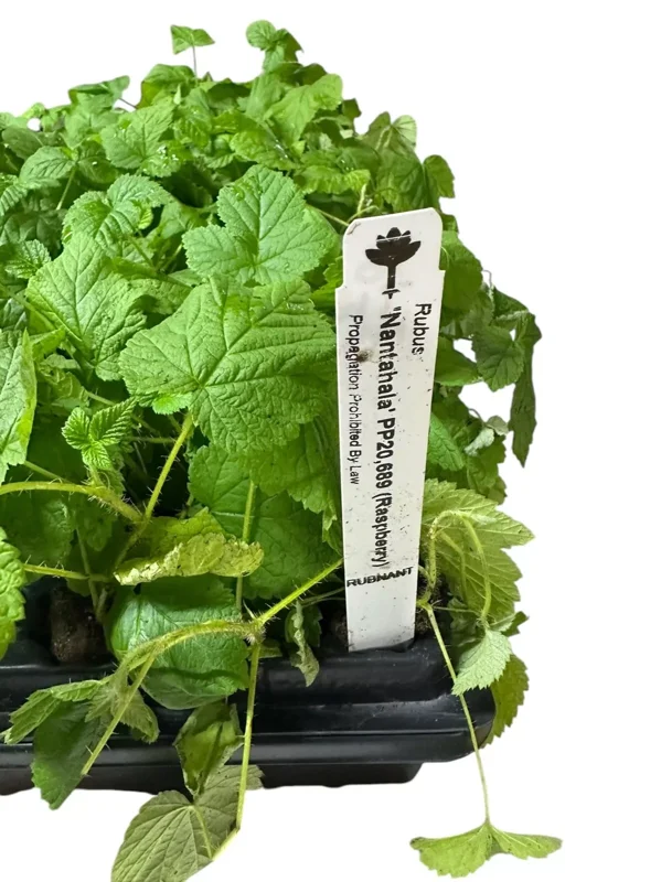 1 Nantahala Red Raspberry Edible Plant, Rubus Fruit Plant, Bare Root, Cold-Resistant