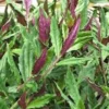 1 Okinawa Spinach Starter Plant Gynura Crepioides Perennial Vegetable