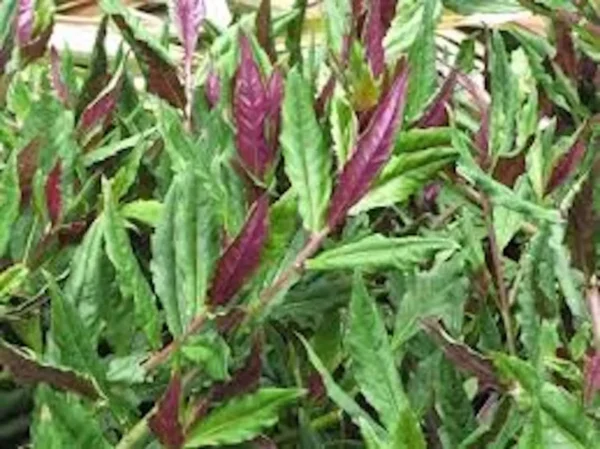 1 Okinawa Spinach Starter Plant Gynura Crepioides Perennial Vegetable