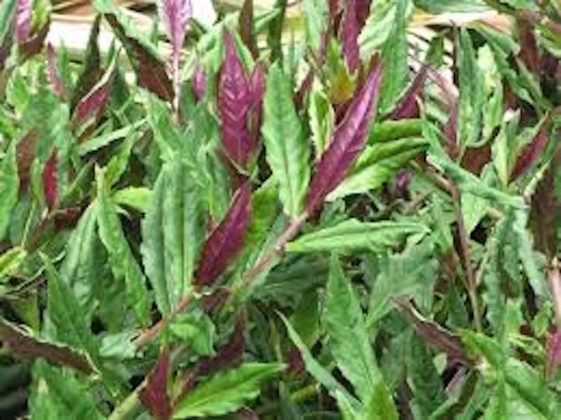 1 Okinawa Spinach Starter Plant Gynura Crepioides Perennial Vegetable