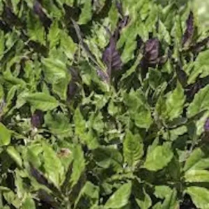 1 Okinawa Spinach Starter Plant Gynura Crepioides Perennial Vegetable