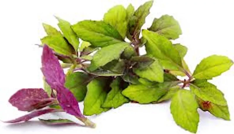1 Okinawa Spinach Starter Plant Gynura Crepioides Perennial Vegetable