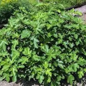 1 Olympian FigTree Plant Ficus carica – Live Starter Bare Root Fruit Tree