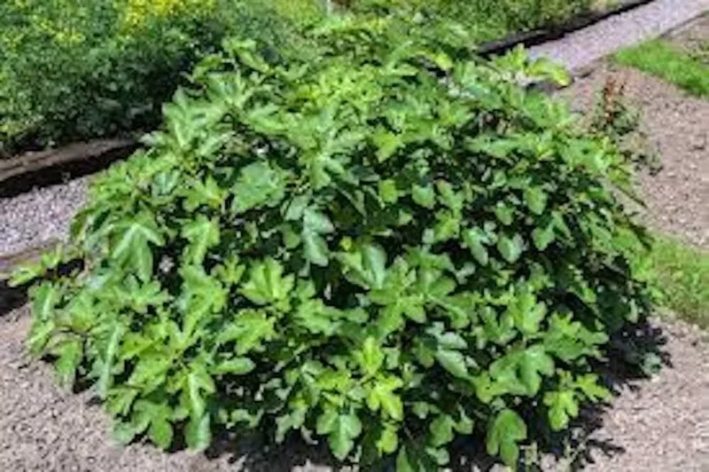 1 Olympian FigTree Plant Ficus carica – Live Starter Bare Root Fruit Tree