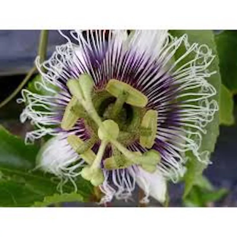 1 POSSUM PURPLE Passion Fruit Starter Plant, Self-Fertile Passiflora edulis Vine, Purple Fruit, Live Plant