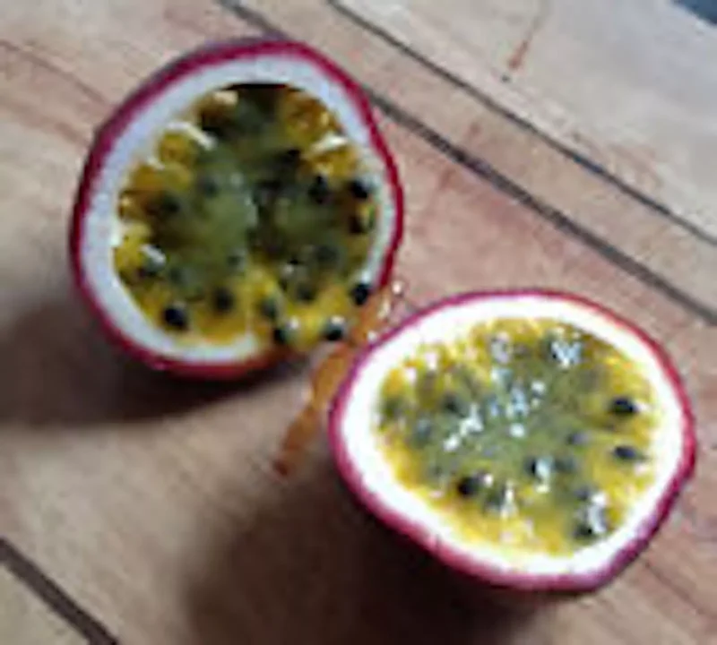 1 POSSUM PURPLE Passion Fruit Starter Plant, Self-Fertile Passiflora edulis Vine, Purple Fruit, Live Plant