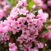 1 Pink Weigela 4 Inch Pot - Pink Flowering Shrub, Low Maintenance, Long Blooming Season