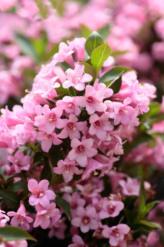 1 Pink Weigela 4 Inch Pot - Pink Flowering Shrub, Low Maintenance, Long Blooming Season