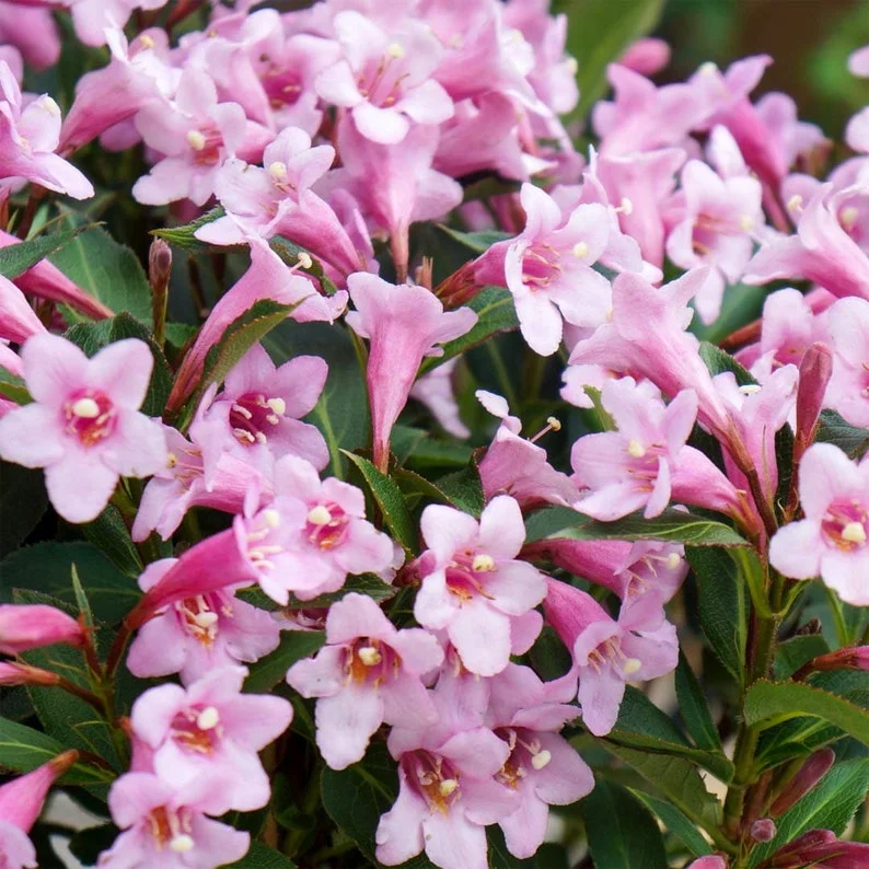 1 Pink Weigela 4 Inch Pot - Pink Flowering Shrub, Low Maintenance, Long Blooming Season