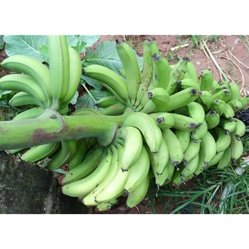 1 Plantain Plant Rhizome - Well-Rooted Green Banana Root for Planting