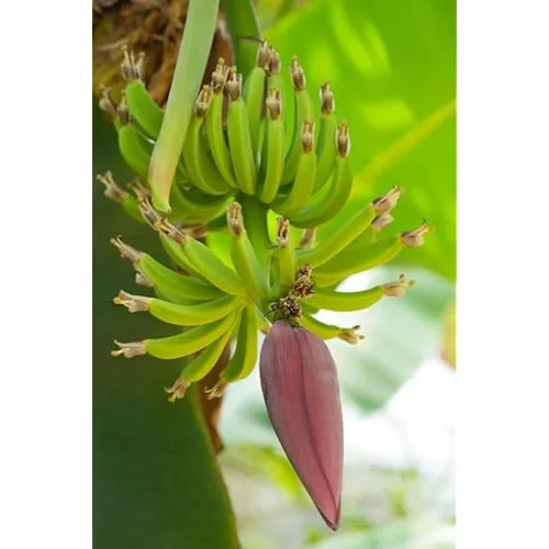 1 Plantain Plant Rhizome - Well-Rooted Green Banana Root for Planting