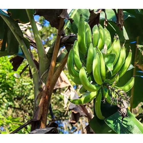 1 Plantain Plant Rhizome - Well-Rooted Green Banana Root for Planting