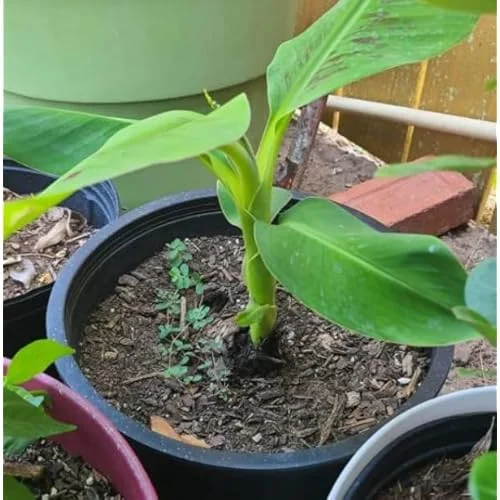 1 Plantain Plant Rhizome - Well-Rooted Green Banana Root for Planting