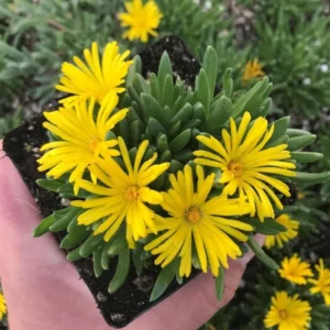 1 Pot 3 Variety Iceplants (Red, Yellow and Variegated) Live Plant for Planting 3-6