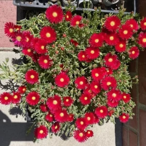 1 Pot 3 Variety Iceplants (Red, Yellow and Variegated) Live Plant for Planting 3-6