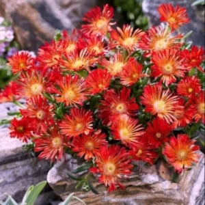 1 Pot 3 Variety Iceplants (Red, Yellow and Variegated) Live Plant for Planting 3-6