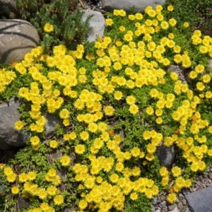 1 Pot 3 Variety Iceplants (Red, Yellow and Variegated) Live Plant for Planting 3-6