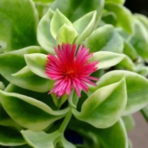 1 Pot 3 Variety Iceplants (Red, Yellow and Variegated) Live Plant for Planting 3-6