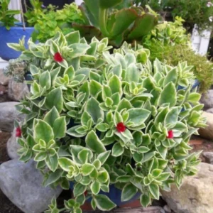 1 Pot 3 Variety Iceplants (Red, Yellow and Variegated) Live Plant for Planting 3-6