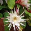 1 Pot with 1 Night Blooming Cereus Live Plant for Planting, Queen of The Night Cactus, White Flowering Epiphyllum