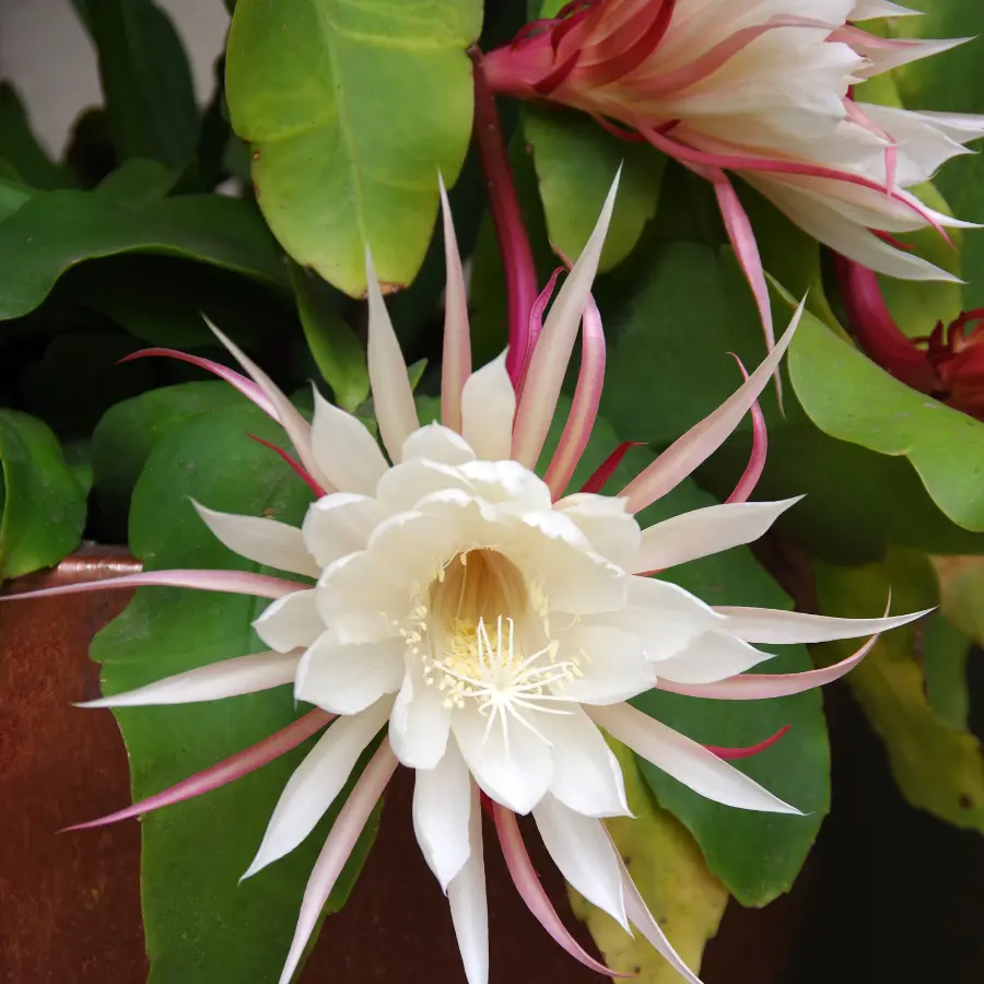 1 Pot with 1 Night Blooming Cereus Live Plant for Planting, Queen of The Night Cactus, White Flowering Epiphyllum