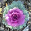 1 Pot Ornamental Cabbages (Red) Plant Live for Planting 3-6"Tall Hardy UK Autumn & Winter Decorative Shrubs For The Garden (No Ship CA)