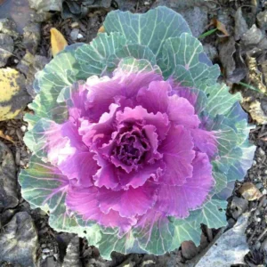 1 Pot Ornamental Cabbages (Red) Plant Live for Planting 3-6