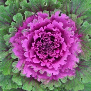 1 Pot Ornamental Cabbages (Red) Plant Live for Planting 3-6