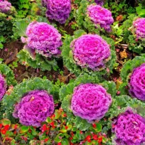 1 Pot Ornamental Cabbages (Red) Plant Live for Planting 3-6