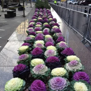 1 Pot Ornamental Cabbages (Red) Plant Live for Planting 3-6