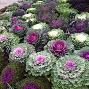 1 Pot Ornamental Cabbages (Red) Plant Live for Planting 3-6